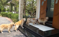 Cận Tết 2026: Nhà có 6 điều này báo hiệu điềm lành, vận khí khởi sắc