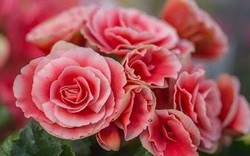 5 loại cây đặt trong nhà ngày Tết sạch không khí, đón tài lộc, tăng tuổi thọ