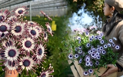 Bị chê giống... hình virus khiến nhiều người e dè chưng Tết, nhưng loài cúc "người ngoài hành tinh" này lại giấu một bí mật chữa lành kinh ngạc