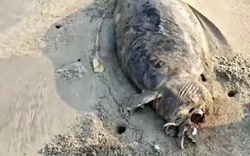 Phát hiện "nàng tiên cá" dạt vào bãi biển, chuyên gia xác nhận: Đây là loài từng bị tuyên bố tuyệt chủng