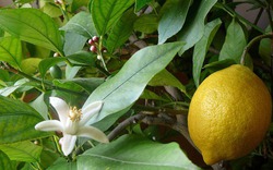 3 loại cây 'đẻ ra vàng' nên trồng trong nhà: Không chỉ 'hút' tài lộc mà còn bồi bổ sức khỏe