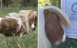 Ngộ nghĩnh chú ngựa lùn nhất thế giới