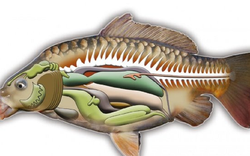 2 bộ phận của cá "cực độc, nhất là cái số 1, nhiều người thích ăn vì tưởng bổ