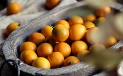 Loại cây "may mắn" ngày Tết của người Việt hóa ra quả cũng là vị thuốc bổ nhuận phổi, tiêu đờm, tốt cho tiêu hóa