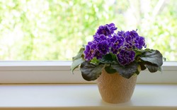 5 loại hoa trưng Tết là "máy lọc sạch khí", đón tài lộc đầu năm