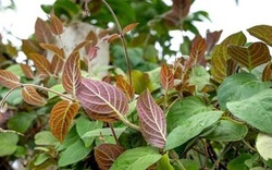 Loại lá "quét sạch" cơn ho mùa đông mà ít người biết