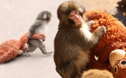 Cả Nhật Bản phát cuồng vì một chú khỉ con ôm thú bông: Sự thật phía sau không hề màu hồng