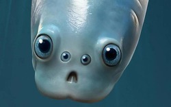 Phát hiện chấn động: Tổ tiên 500 triệu năm trước của loài người từng nhìn đời bằng bốn con mắt!