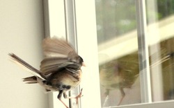 Đầu xuân năm mới: 3 vật vào nhà là điềm báo tốt lành, tiền tài khởi sắc, chớ dại đuổi đi