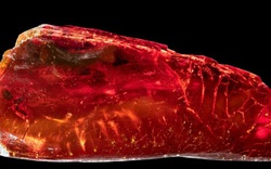 Sưu tập hổ phách, đại thi hào Đức "nhốt" sinh vật 40 triệu tuổi mà không hay