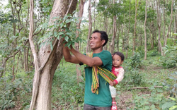 Loại gỗ quý "đắt như vàng" ở Việt Nam: Cần trăm năm để lớn nhưng có thể biến mất chỉ sau một đêm