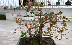 3 loại cây không nên trồng trong năm Bính Ngọ