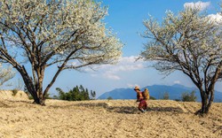 Mê mẩn hoa mận trắng xóa vùng sơn cước