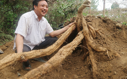 2 loại củ giải rượu cực tốt, nhất cái số 1 ở Việt Nam có đầy