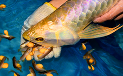 Ăn trứng cá rồng, 13 người nghi ngộ độc nhập viện