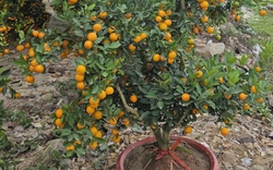 Quả quất cảnh chưng Tết có nên đem làm gia vị, pha nước uống?