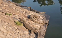 Gần 300 "quái thú" cỡ lớn tràn ra khu chợ đông đúc, người dân thấp thỏm vì chúng ngày càng dạn