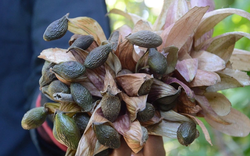 Loại hạt xưa rụng đầy gốc không ai "ngó", giờ thành đặc sản giá 300.000 đồng/kg