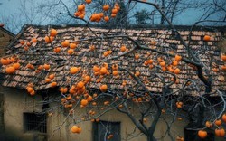 3 loại cây trồng năm Bính Ngọ mang lộc vào nhà, là thuốc dùng quanh năm