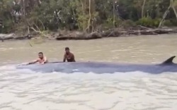 Đi đánh cá, ngư dân phát hiện thứ khổng lồ dài 15 mét nổi trên sông