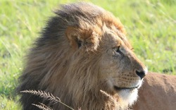 Lần đầu tiên trên thế giới, pháp y ADN giúp kết án tội phạm giết và buôn bán một cá thể sư tử