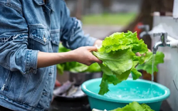 4 cách rửa rau tưởng sạch mà hóa ''rửa càng kỹ càng bẩn'': Nhiều người đang làm mỗi ngày