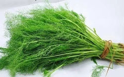 Rau thì là có gây suy thận? Các bác sĩ cảnh báo: Để tránh tổn thương thận, hãy ăn ít 3 loại rau này