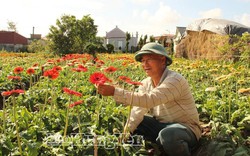 Anh nông dân lãi 1,2 tỷ đồng từ loài hoa hễ hé nụ là có người tới "cướp"