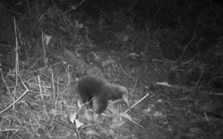 Loài vật quý hiếm bậc nhất hành tinh, tuyệt tích 60 năm bất ngờ "tái xuất" một cách bí ẩn