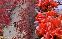 Vì sao hoa gạo thắp lửa đỏ rực cả góc trời nhưng người xưa dặn tuyệt đối không trồng sát nhà hay cắm làm cảnh?