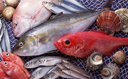 Cảnh báo: 5 loại cá có nguy cơ nhiễm kim loại nặng cao, ăn nhiều có thể hại sức khỏe