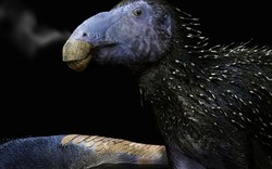 Trung Quốc phát hiện “rồng gai” chưa từng thấy trên thế giới