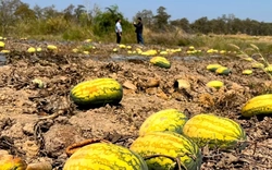 Ruộng dưa hấu hơn 200 tấn bị bỏ thối vì tranh chấp dân sự