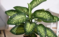 Đừng trồng 3 loại cây này trong nhà