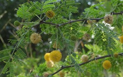 5 loại cây mang lại xui xẻo, không nên trồng trong nhà