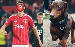 Cầu thủ bóng đá chi 35 triệu/tuần thuê người "dạy bảo" chú chó cưng hung hăng chỉ trực lao vào cắn người
