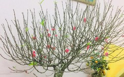 Cảnh báo đặc biệt tới các gia đình đang bày hoa đào ngày Tết