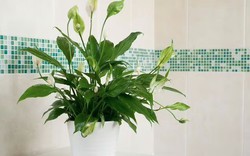8 loại cây tốt nhất cho phòng tắm