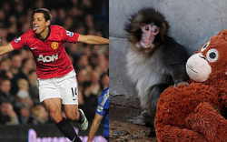 Cựu sao MU bật khóc nức nở khi xem video về chú khỉ Punch cô đơn gây sốt trên mạng