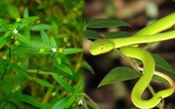 5 cây dụ rắn vào nhà