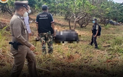 Ghé vườn nhãn, người phụ nữ sững sờ thấy sinh vật khổng lồ nằm bất động, hiện trường lập tức bị phong tỏa