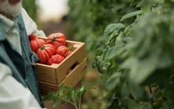 5 loại cây nên được gieo trồng ngay bây giờ