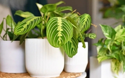 9 loại cây trồng trong nhà được ưa chuộng nhất năm 2026
