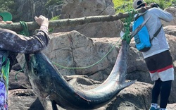 Người đàn ông Đà Nẵng câu được "thủy quái" nặng 63kg, phải khiêng hơn 300m đường núi để đưa lên bờ