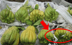 Mua Phật thủ thắp hương, không phải quả xanh, vỏ nhẵn, đây mới là quả người "sành" mua đầu tiên: Vì sao?
