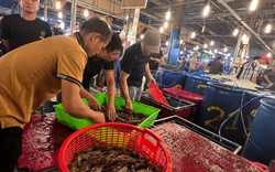 Lạc lối ở chợ đầu mối, săn sản vật 'ngon, size khủng' với giá rẻ không tưởng về ăn Tết