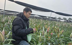 Cận Tết Bính Ngọ, nhà vườn Hà Nội 'nín thở' chờ hoa nở đúng dịp