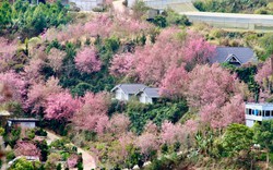 Mai anh đào bung nở rực rỡ khắp buôn làng