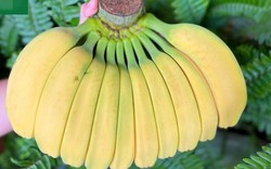 Chuối có hình dáng lạ, giá cao vẫn nhiều người muốn "săn" về chưng Tết