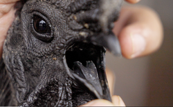 Nghề nuôi con kỳ lạ ở Việt Nam: Loài vật đen sì toàn thân, trứng giá cả triệu đồng vẫn không đủ bán